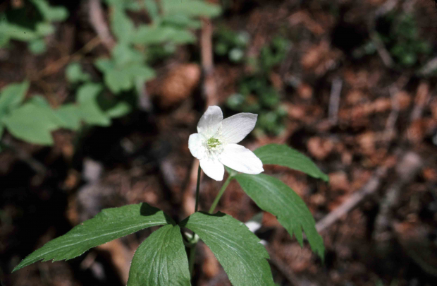 Piper's anemone, windflower (Anemone piperi)